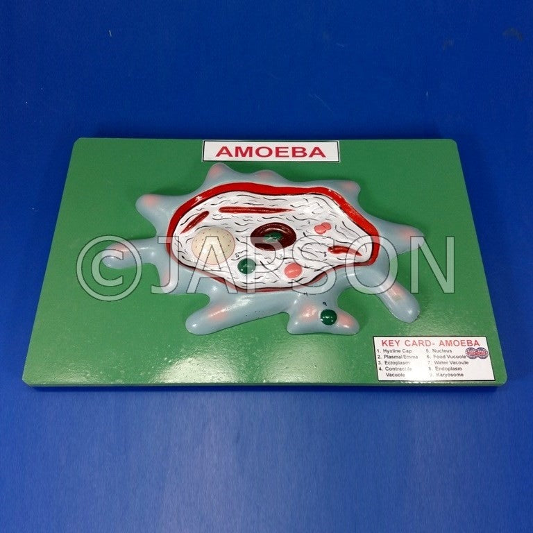 Amoeba Model Amoeba Model